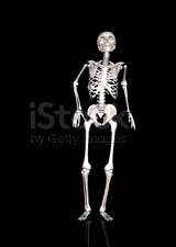Skeleton